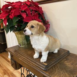 Pembroke Welsh Corgi Puppies from Whistling Wind Corgi’s