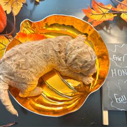Honey - Brown and white female Sheepadoodle puppy in Amherst, Ohio from Barking doodles