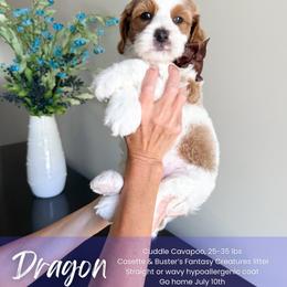 Dragon - White male Cavapoo puppy in South Jordan, Utah from Wonderful World Doodles