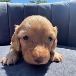 Gwen - Red female Dachshund puppy in Knoxville, Tennessee from East TN Dachshunds