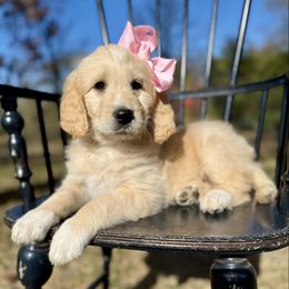 Marigold - Red female Pyredoodle puppy in Bowling Green, Ohio from FDF Pyredoodles & Bernedoodles