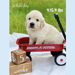 Golden Retriever Puppies from All shades Golden