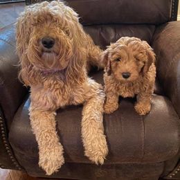 Cavapoos and Goldendoodles from Steph-J’s Doods & Cavapoos