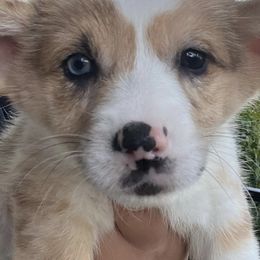 American Corgis and Pembroke Welsh Corgis from R&B Corgis
