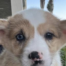 American Corgis and Pembroke Welsh Corgis from R&B Corgis
