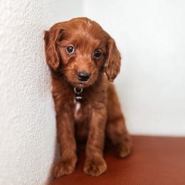 F1B Small Goldendoodle Coco Chanel - Red  female Goldendoodle puppy in Redding, California from Casa Delarosa Poodles & Doodles Collective