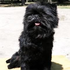 Affenpinschers and Black Russian Terriers from Ter’Avalon Kennel