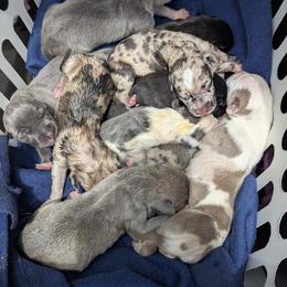 Australian Shepherd and Great Dane Puppies from AEW Farm