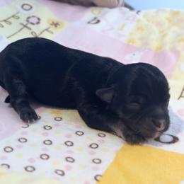 Black and tan female - Black and tan female Havanese puppy in East Lansing, Michigan from VanCort's Happy Havanese