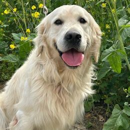Golden Retriever puppies from Prim Family Goldens