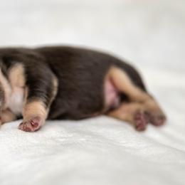 BJ - Tricolors male French Bulldog puppy in Violet Hill, Arkansas from Obduro Bullies and Frenchies