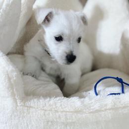 Bruno - White male West Highland White Terrier puppy in Independence, Iowa from EClair's Havanese