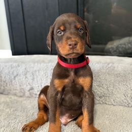 Red Collar - Red and rust male Doberman Pinscher puppy in Lake City, Florida from Paintedcrazy Doberman Pinchers