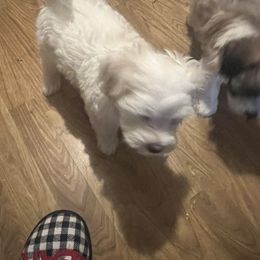 Cavalier King Charles Spaniel, Cavapoo, Maltipoo, and Poodle Puppies from Lainy's Puppies