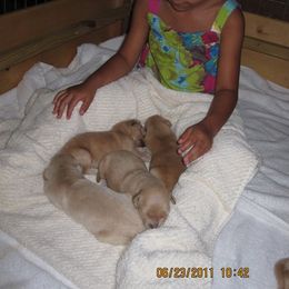 Golden Retriever Puppies from Broomfield Golden's