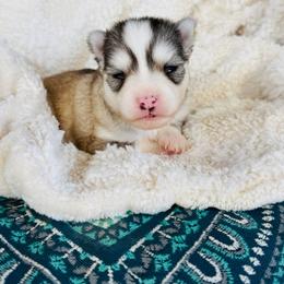 Mojito - Silver and white male Pomsky puppy in Yavapai County, Arizona from Pawsh Pomskies