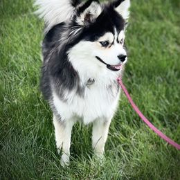Pomsky Puppies from Pomsky Acres