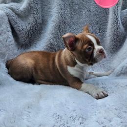 F2 - Red female Boston Terrier puppy in Newton Grove, North Carolina from Sassifras Boston Terriers