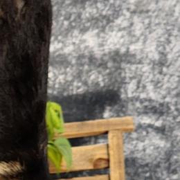 Monday - Pembroke Welsh Corgi