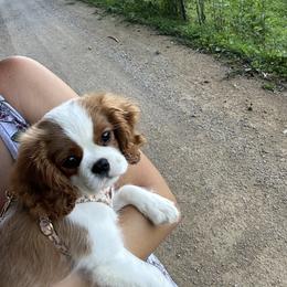 Cavalier King Charles Spaniel Puppies from Cane Creek Cavaliers