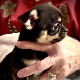 Jesse - Black and tan male Chihuahua puppy in Milan, Indiana from Heartland Pomeranians and Chihuahuas