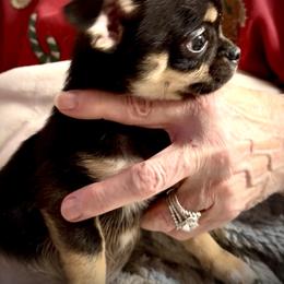 Jesse - Black and tan male Chihuahua puppy in Milan, Indiana from Heartland Pomeranians and Chihuahuas