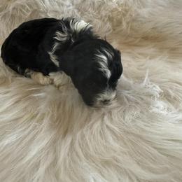 Black and white girl - Black and white female Shihpoo puppy in Newark, Ohio from Gemini Kennels