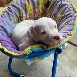 American Bulldog Puppies from Slayton's American Bulldogs