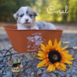 Coral - Blue merle and white female American Corgi puppy in Cameron, North Carolina from Butts Family Corgis