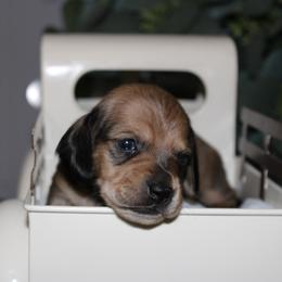Chip - Red female Dachshund puppy in Mountain Home, Arkansas from Wood's miniature Dachshunds
