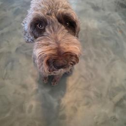 Zelda - Australian Labradoodle