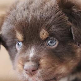 Aussiedoodles, Miniature Australian Shepherds, and Poodles from Cape Cod Aussies / Cape Cod Poodles and Doodles