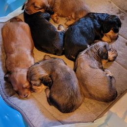 Dachshund Puppies from CLARK'S BREEDING PROGRAM