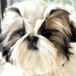 Shih Tzu puppies from Tian Mi Shih Tzu
