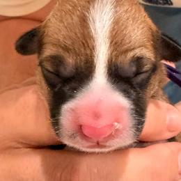 Purple girl - Red female Pembroke Welsh Corgi puppy in Woodinville, Washington from Heatherland Corgis