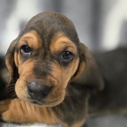 Cupcake - Black red and white female Basset Hound puppy in Moore, Oklahoma from Boomer Basset Hound Babies