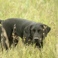 Labrador Retriever All Grown Up from RiversWild Retrievers