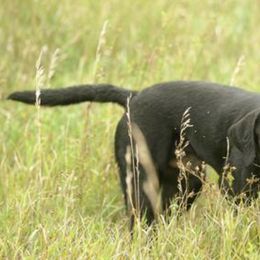 Labrador Retriever All Grown Up from RiversWild Retrievers