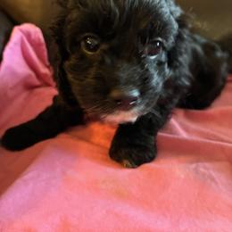 Julia - Black female Cavapoo puppy in Burke, New York from Patti’s Puppies