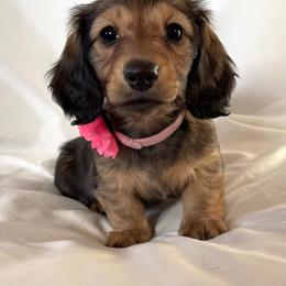 Agatha - Red female Dachshund puppy in Michigan from Hidden Haven Dachshunds
