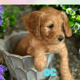DC - Apricot Goldendoodle puppy in Clinton, New Jersey from Doodles by Dana