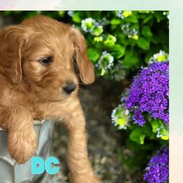 DC - Apricot Goldendoodle puppy in Clinton, New Jersey from Doodles by Dana