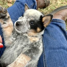 AKC Boy 3 - Blue speckled male Australian Cattle Dog puppy in Mc Comb, Mississippi from McCall's Mississippi AKC Blue Heelers Australian Cattle Dogs