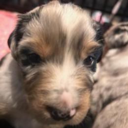 Blue - Blue merle male Australian Shepherd puppy in La Porte City, Iowa from KDL Homestead