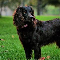 Willow - Boykin Spaniel