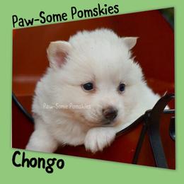 Chongo - White male Pomsky puppy in Krum, Texas from Paw-Some Pomskies