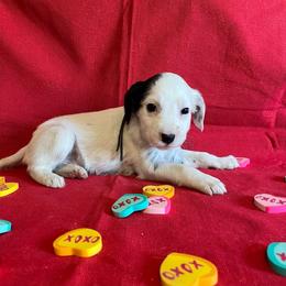 Pepper- Long Coat- Black - White and black male Dalmatian puppy in Claremore, Oklahoma from Lotsofdots Dalmatians