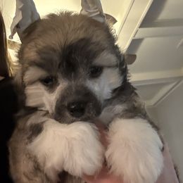 Poppy - Cream female Chinese Crested puppy in Dublin, California from Show Style Chinese Cresteds