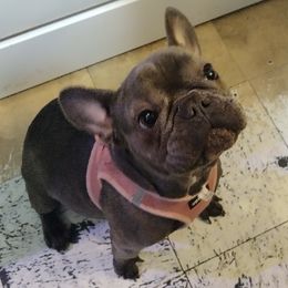 Ruth - French Bulldog