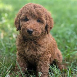 Pink - Red  female Goldendoodle puppy in Midland, North Carolina from Alger Farm, LLC